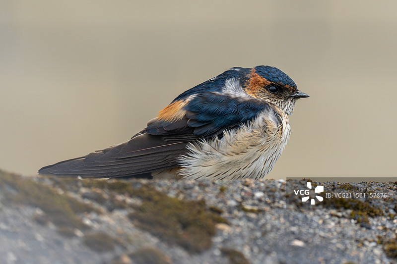 金腰燕图片素材