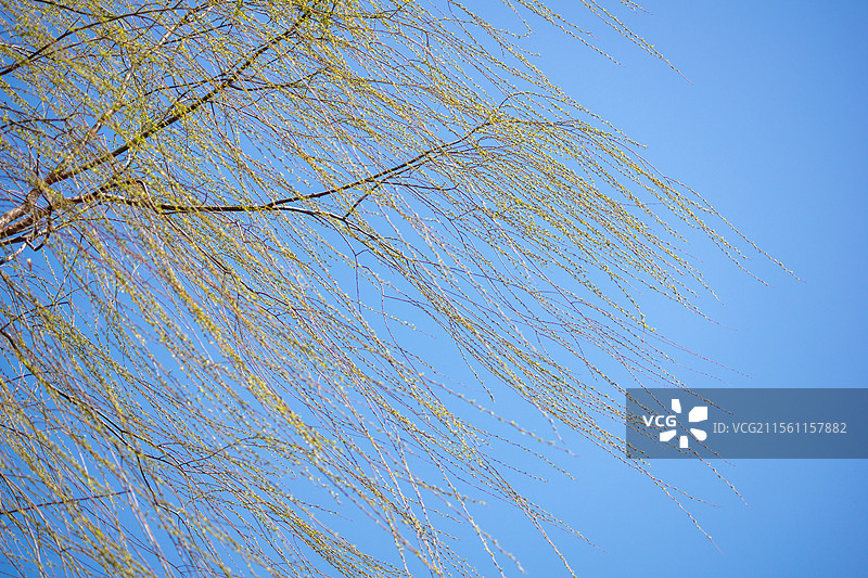 蓝天下大风吹动柳树枝条，春天户外风光，自然植物生态，气象天气刮风，天空蓝天图片素材
