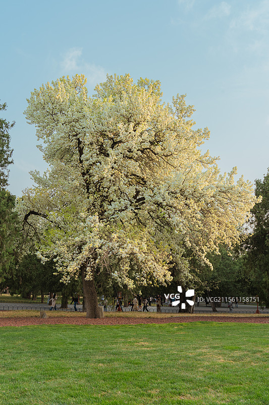 北京天坛公园古老的杜梨花盛开图片素材
