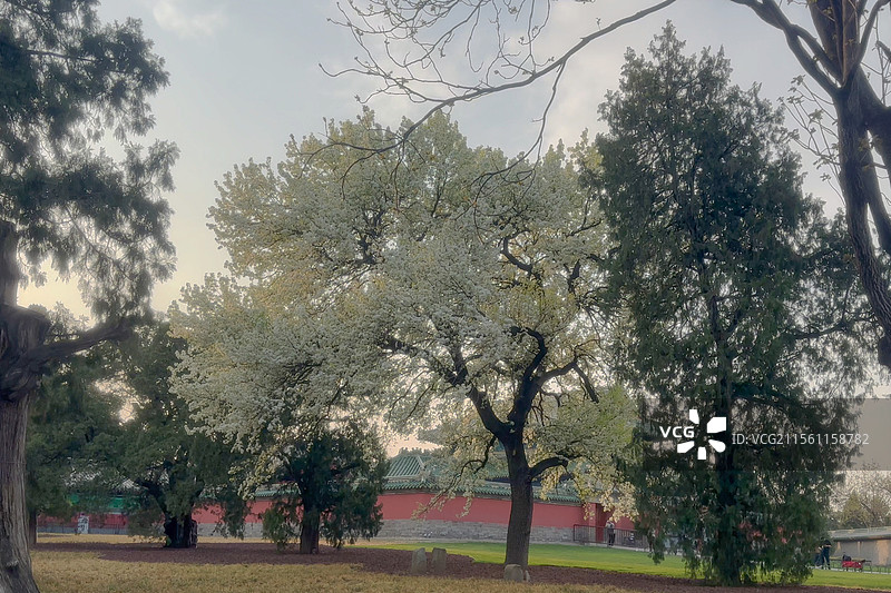 北京天坛公园古老的杜梨花盛开图片素材