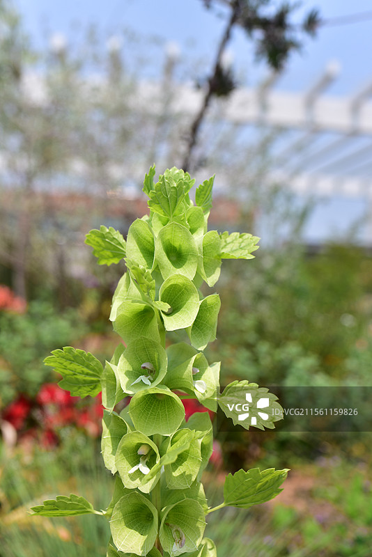 中西亚特产花卉-贝壳花Moluccella laevis图片素材