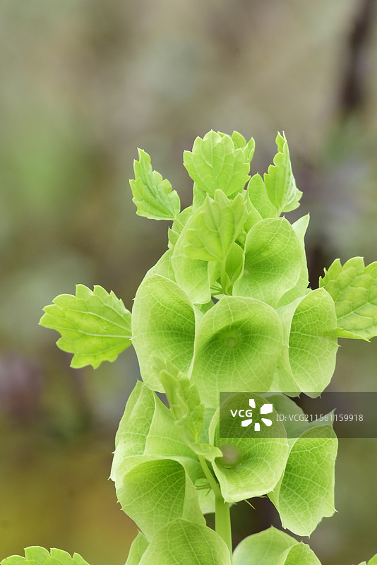 中西亚特产花卉-贝壳花Moluccella laevis图片素材