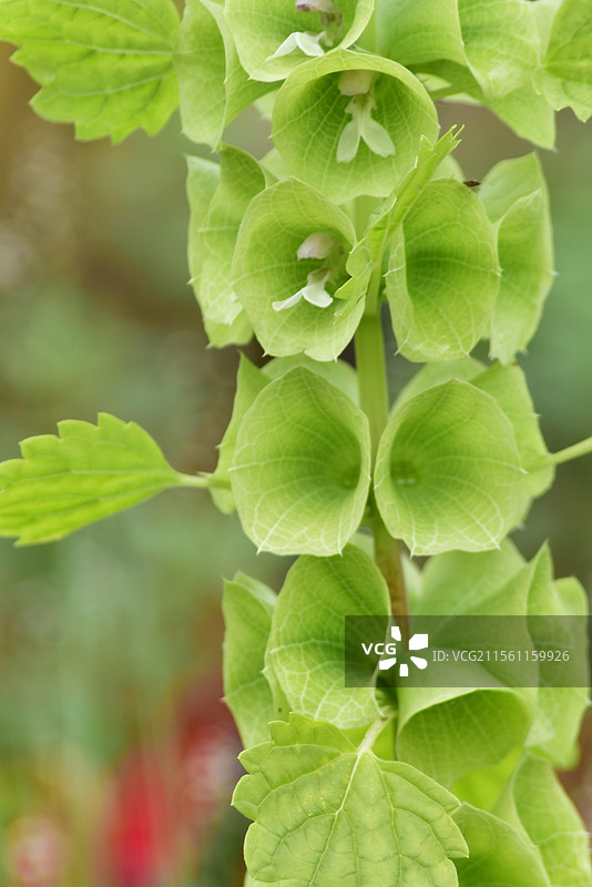 中西亚特产花卉-贝壳花Moluccella laevis图片素材