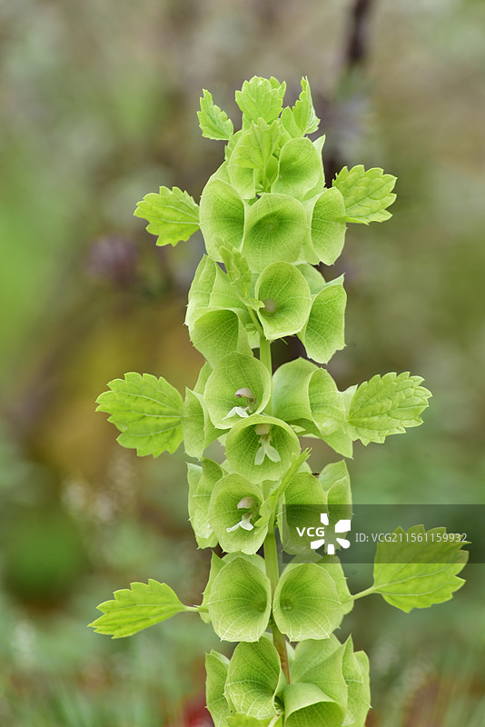 中西亚特产花卉-贝壳花Moluccella laevis图片素材