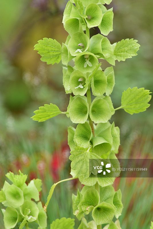 中西亚特产花卉-贝壳花Moluccella laevis图片素材