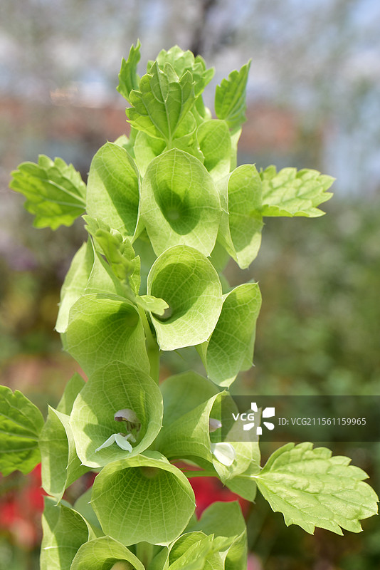 中西亚特产花卉-贝壳花Moluccella laevis图片素材
