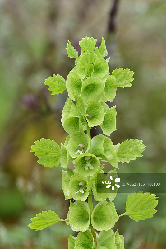 中西亚特产花卉-贝壳花Moluccella laevis图片素材