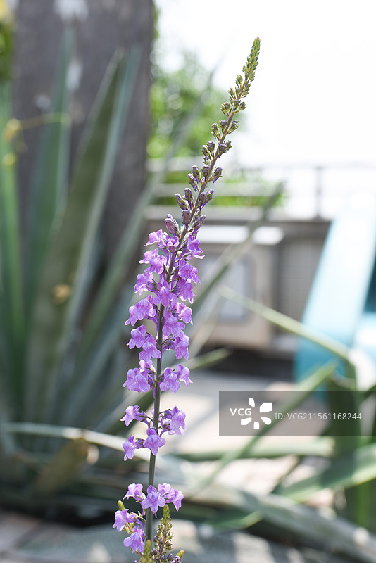 来自大洋彼岸的蓝紫色小花-不列颠柳穿鱼图片素材