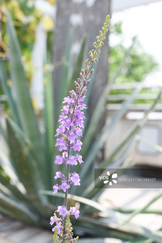 来自大洋彼岸的蓝紫色小花-不列颠柳穿鱼图片素材