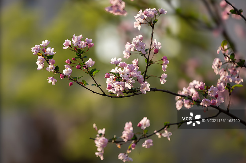 海棠花开盛锦园图片素材