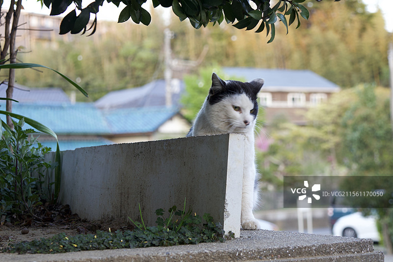流浪猫图片素材