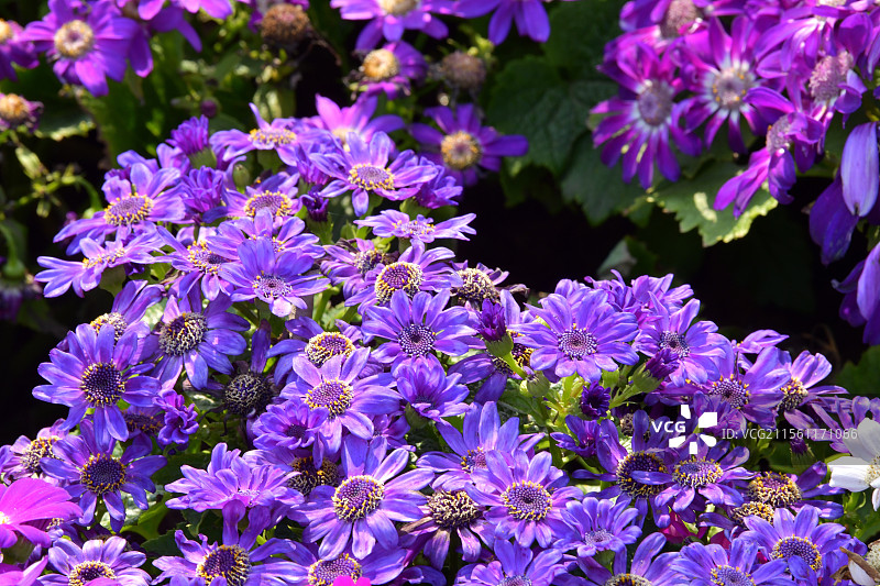 瓜叶菊图片素材