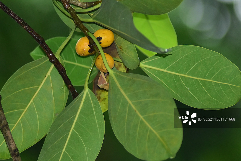 园林绿化树种-高山榕图片素材