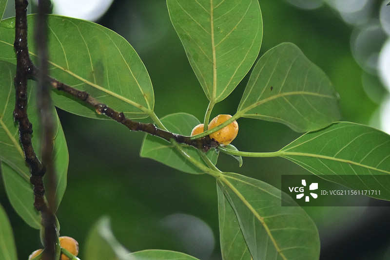 园林绿化树种-高山榕图片素材