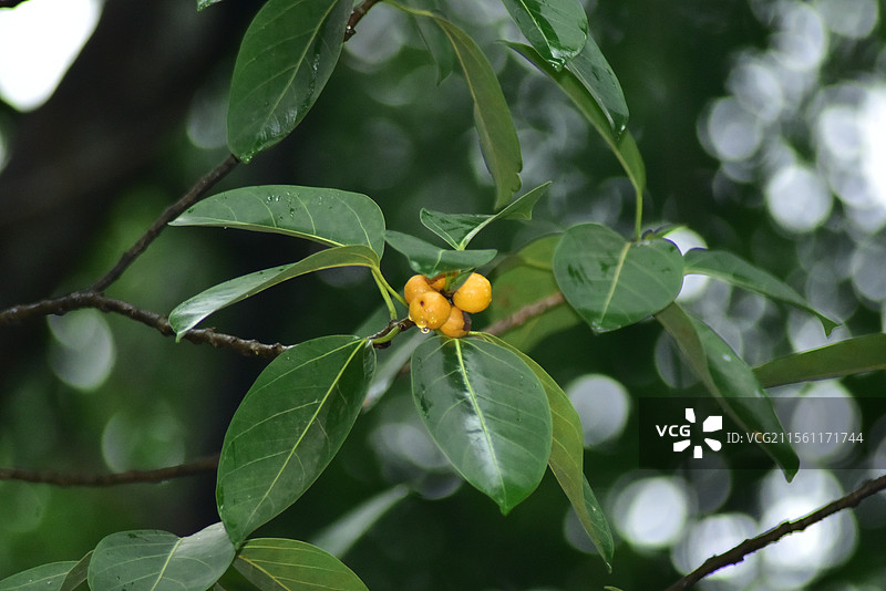 园林绿化树种-高山榕图片素材