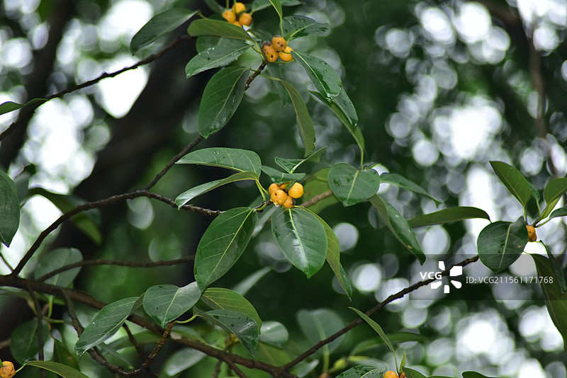 园林绿化树种-高山榕图片素材