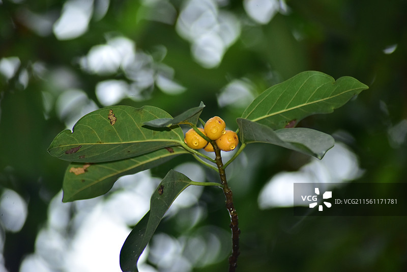 园林绿化树种-高山榕图片素材