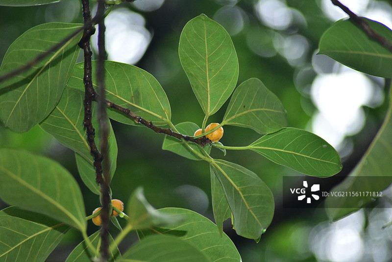 园林绿化树种-高山榕图片素材