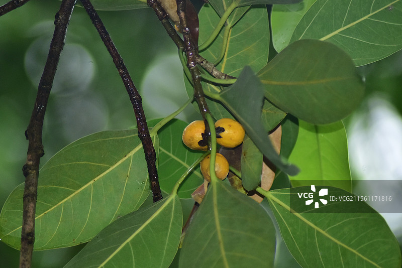 园林绿化树种-高山榕图片素材