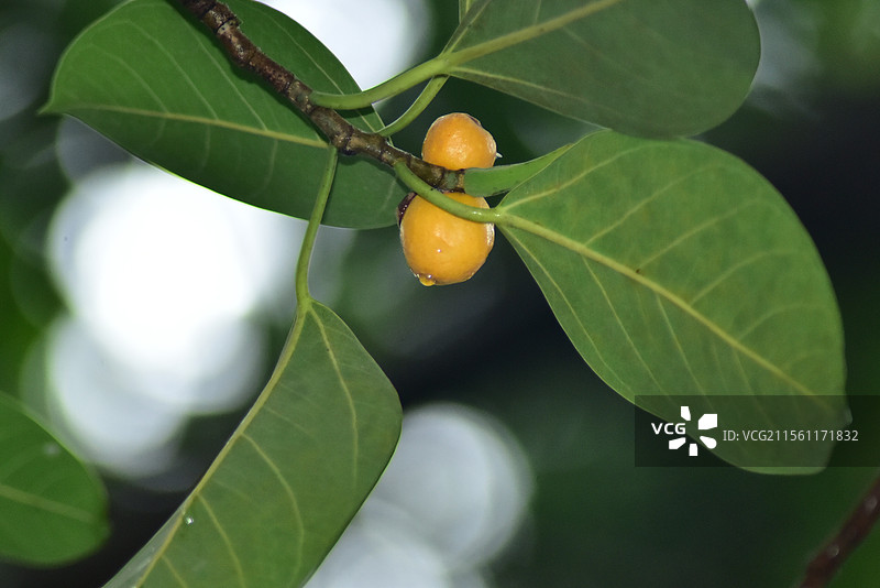 园林绿化树种-高山榕图片素材