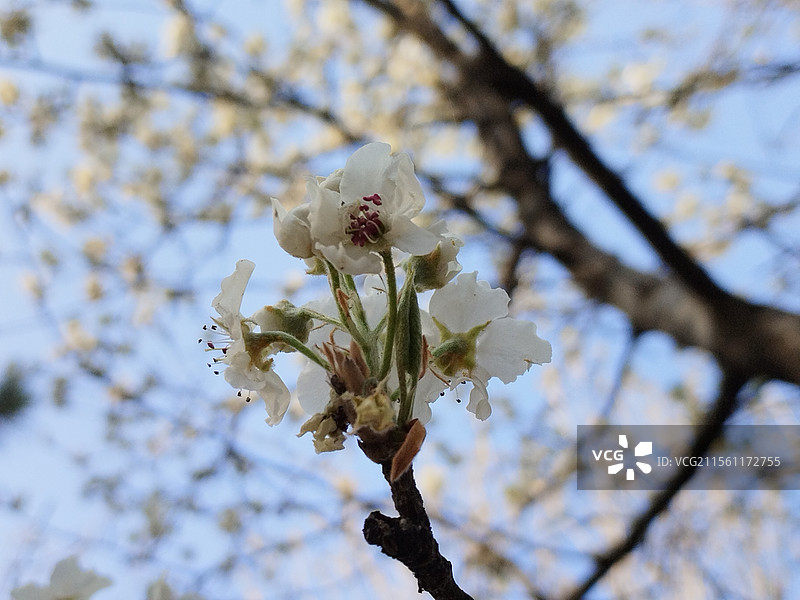 春季盛开的白色西洋梨梨花图片素材