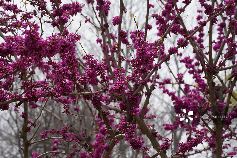紫荆花开图片素材