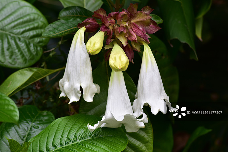 白色的大喇叭花-清明花图片素材