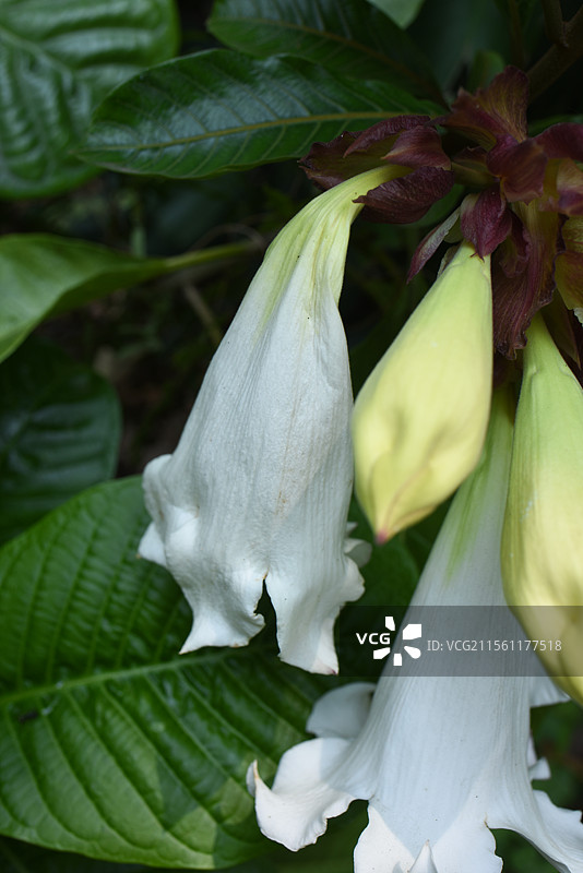 白色的大喇叭花-清明花图片素材