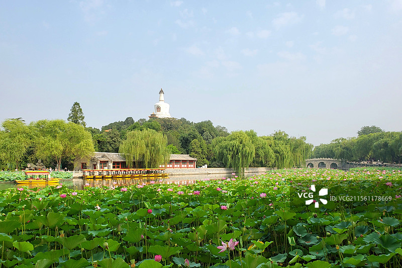 中国北京市，北海公园的荷花和白塔图片素材