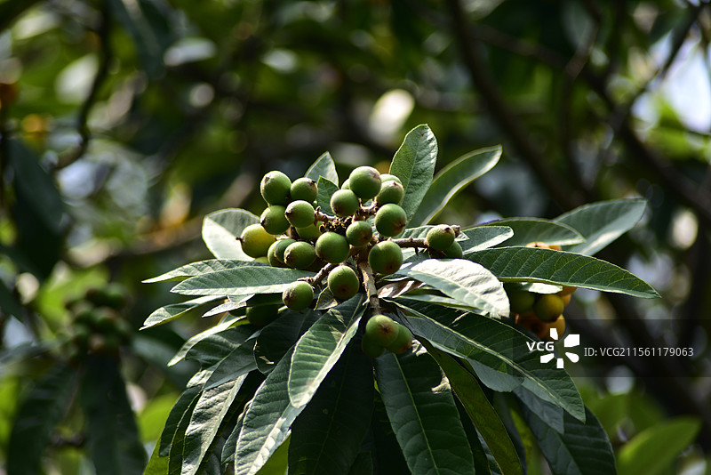 南方水果-枇杷图片素材