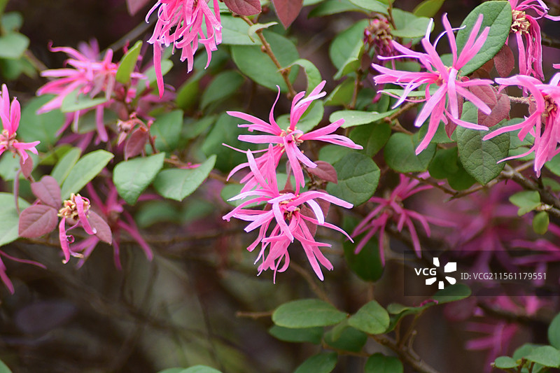 绿色叶子的红花檵木图片素材