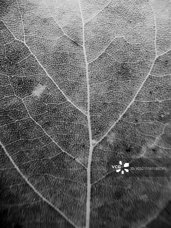 叶脉图片素材