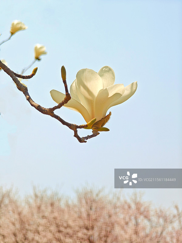 素影逸韵，玉兰映晴空图片素材