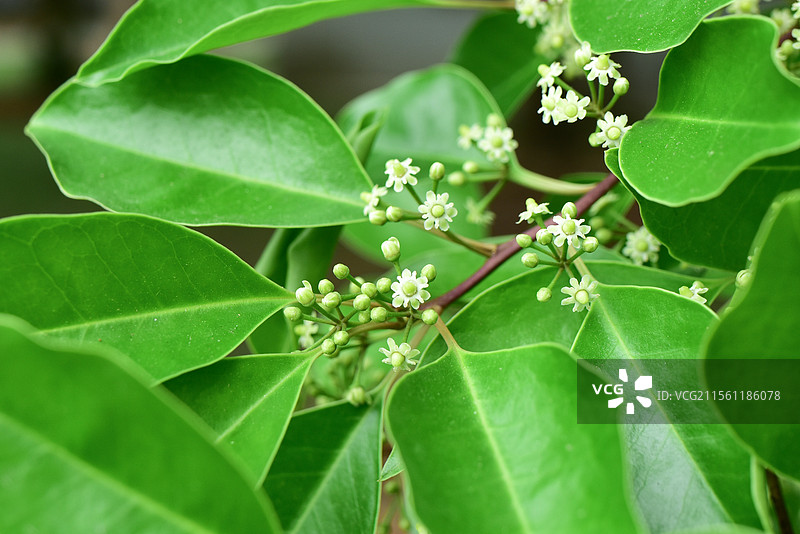 常见中药材-铁冬青的绿色雌雄花图片素材