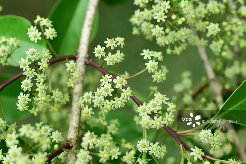 常见中药材-铁冬青的绿色雌雄花图片素材