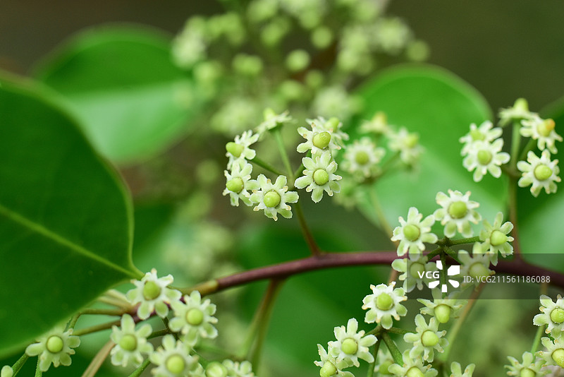 常见中药材-铁冬青的绿色雌雄花图片素材
