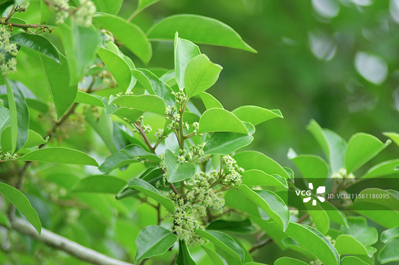 常见中药材-铁冬青的绿色雌雄花图片素材