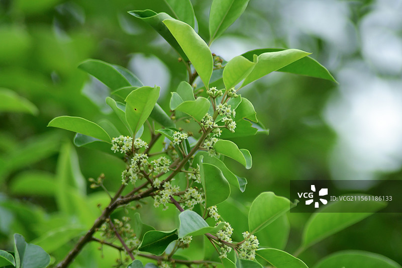 常见中药材-铁冬青的绿色雌雄花图片素材