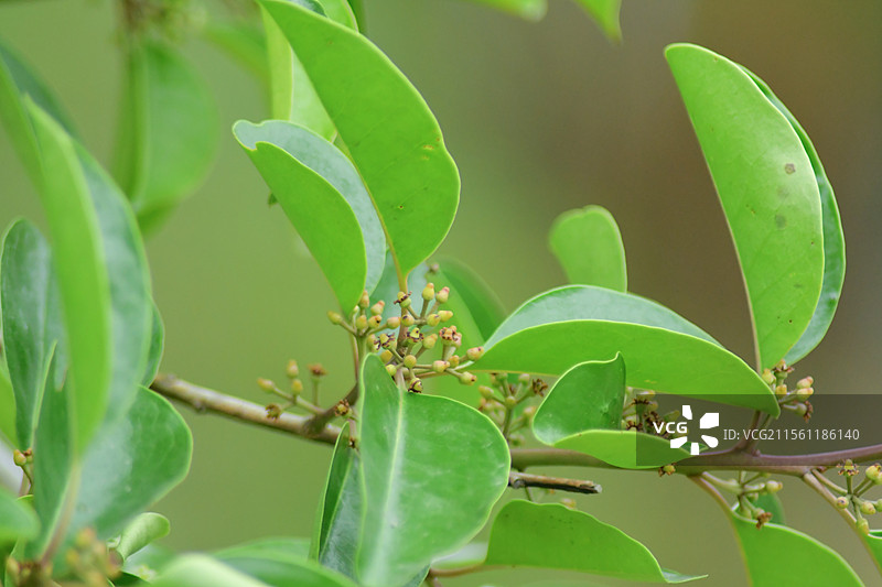 常见中药材-铁冬青的绿色雌雄花图片素材
