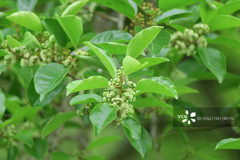 常见中药材-铁冬青的绿色雌雄花图片素材