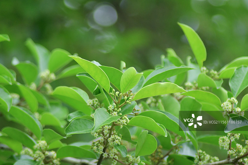 常见中药材-铁冬青的绿色雌雄花图片素材