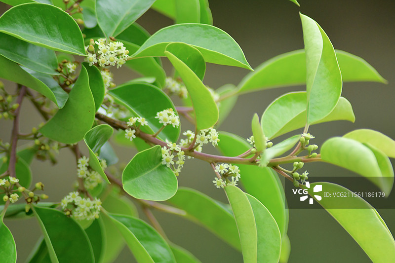 常见中药材-铁冬青的绿色雌雄花图片素材