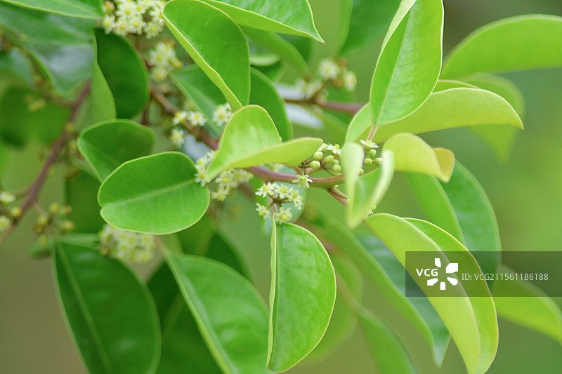 常见中药材-铁冬青的绿色雌雄花图片素材