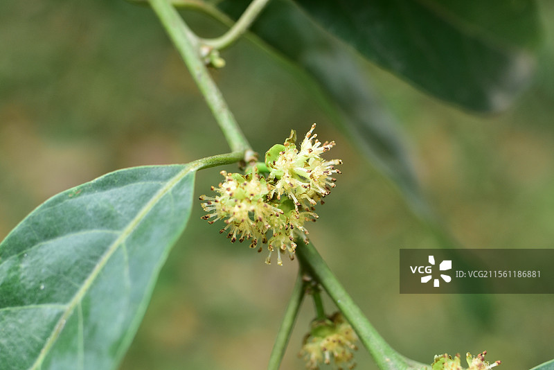 樟科植物黑木姜子的雌雄花图片素材