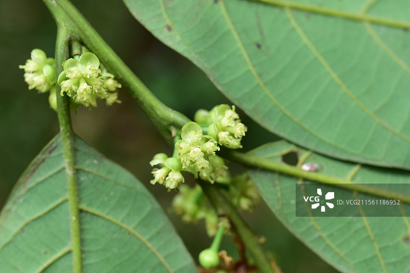 樟科植物黑木姜子的雌雄花图片素材