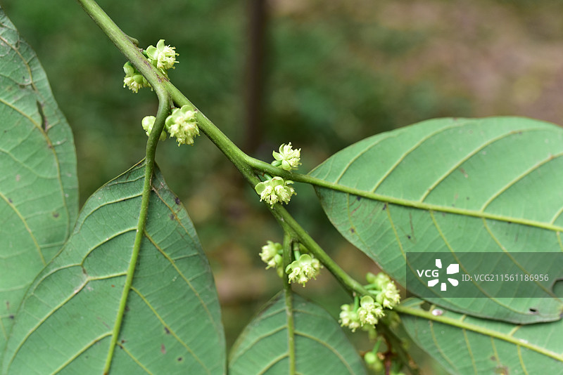 樟科植物黑木姜子的雌雄花图片素材