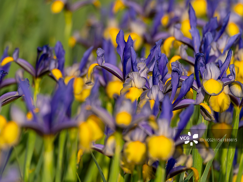 盛开的荷兰鸢尾图片素材