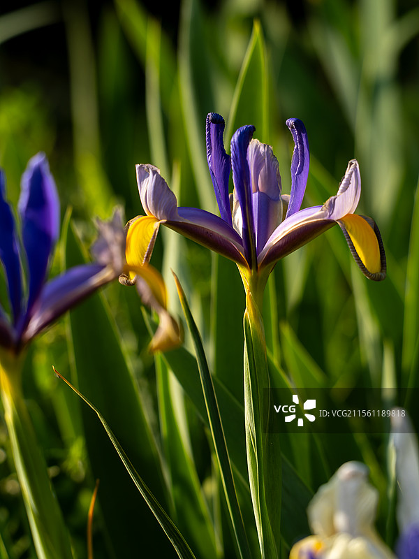 盛开的荷兰鸢尾图片素材