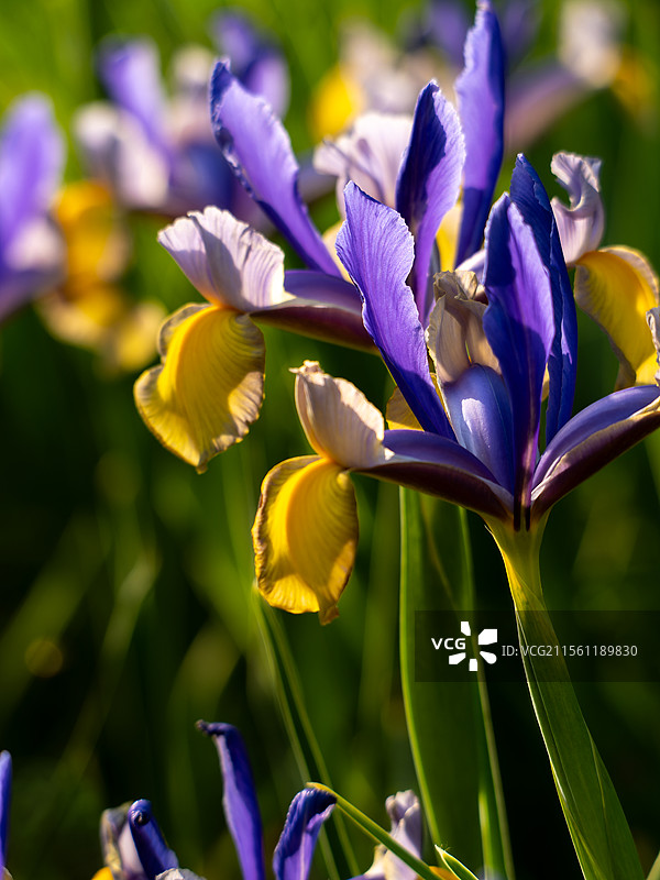 盛开的荷兰鸢尾图片素材