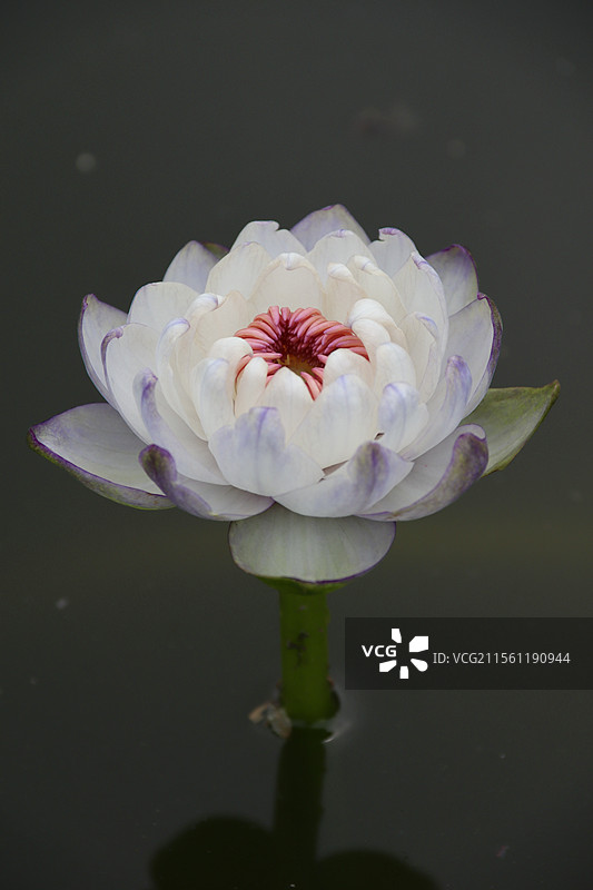 宝莲灯图片素材